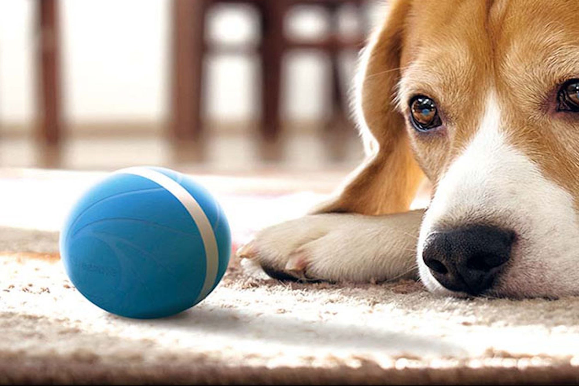 This Smart Dog Toy Is $10 off Now